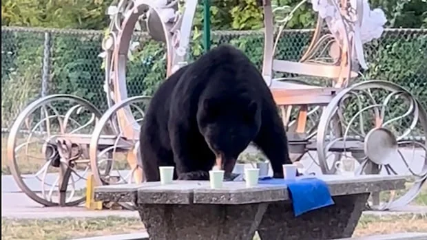 Exploring Non-Lethal Solutions for Managing Black Bears in Burnaby