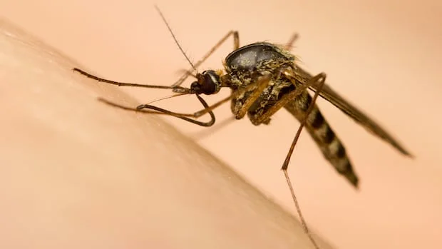 Alberta's Mosquito Surge Sparks Health Concerns: Understanding Skeeter Syndrome in Children