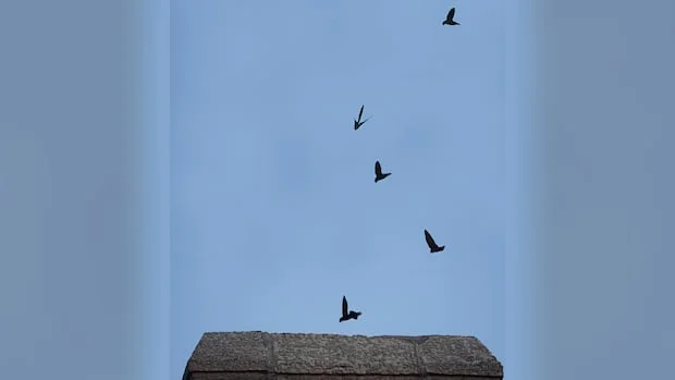 Chimney Swifts Find Sanctuary in Winnipeg Home: A Lesson in Urban Wildlife Conservation