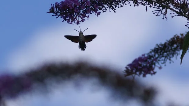 The Decline of Insects: A Growing Environmental Crisis