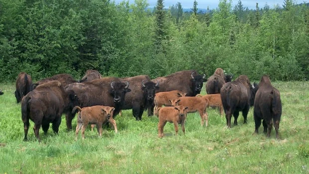 Significant Decrease in Bison Road Collisions: Understanding the Shift and Its Implications