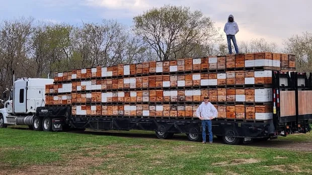 Manitoba Honey Farm Faces Crisis Amid U.S. Tariff Impositions