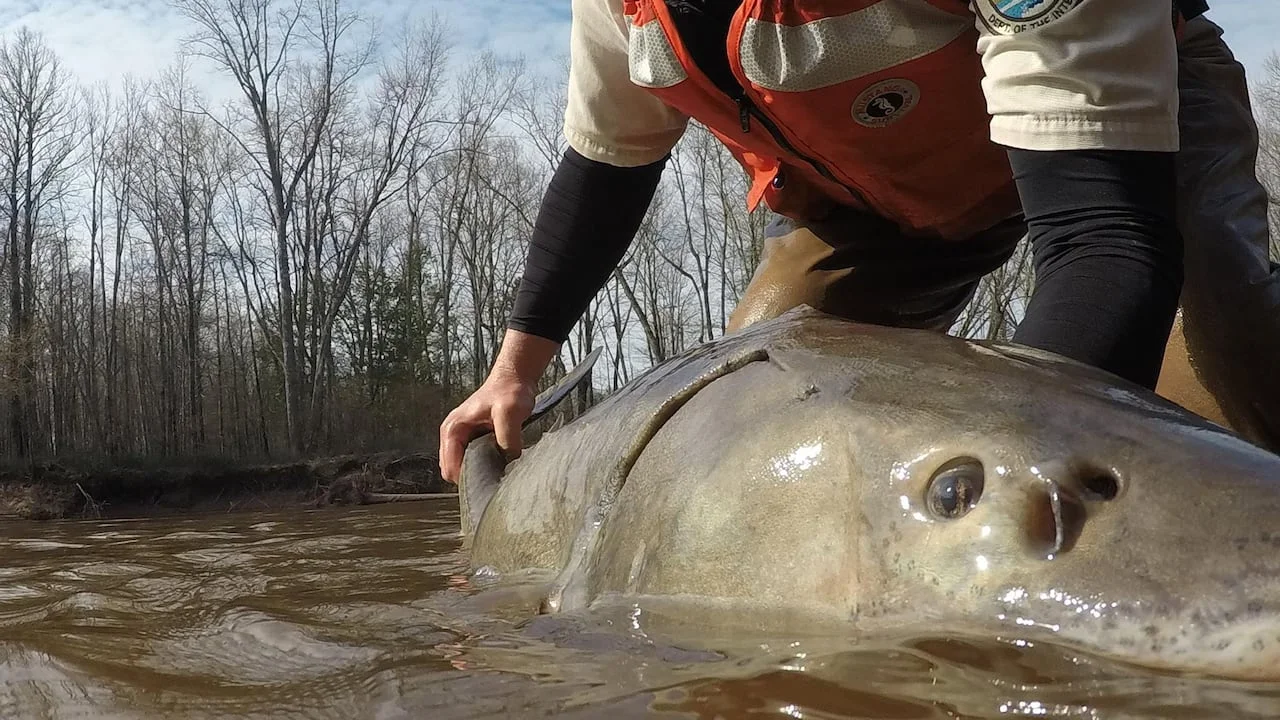 Understanding the Longevity of Lake Sturgeon and Its Impact on Conservation Strategies