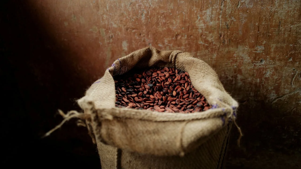 Cocoa Industry Faces Dual Threats: Extreme Rainfall and Climate Change Impact