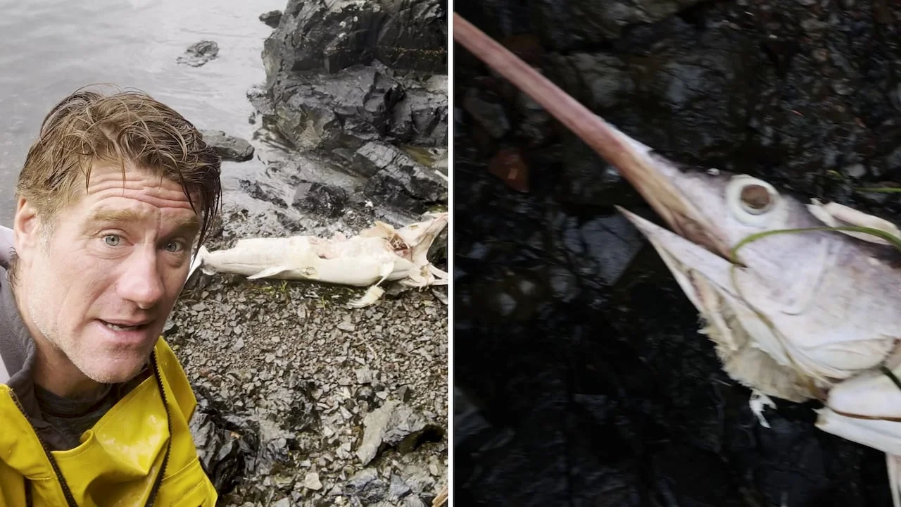 Unprecedented Swordfish Discovery Highlights Changing Ocean Ecosystems in British Columbia