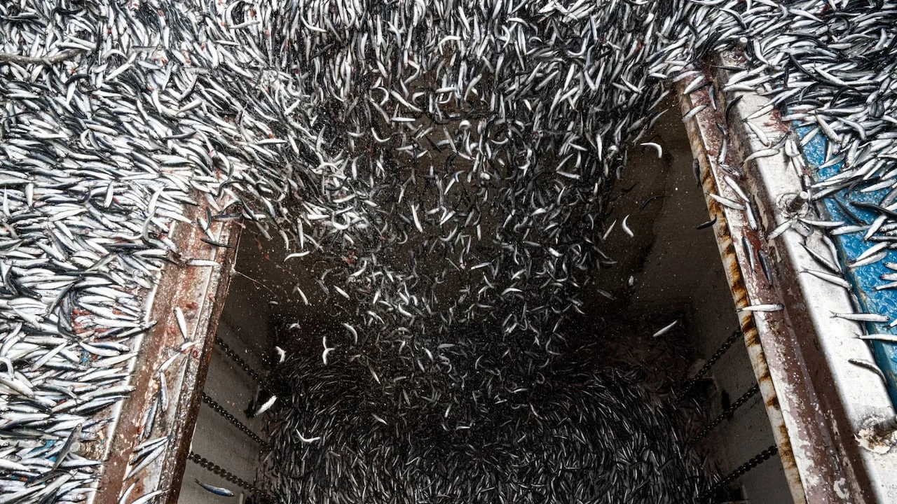 Exploring the Hidden Complexities of the Seafood Supply Chain